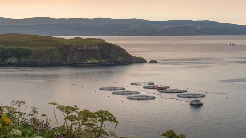 SAIC aquaculture funding