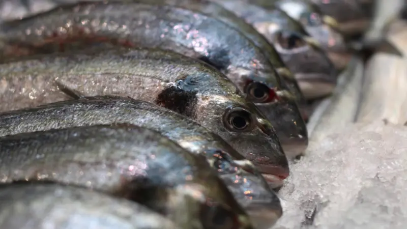 Seabream