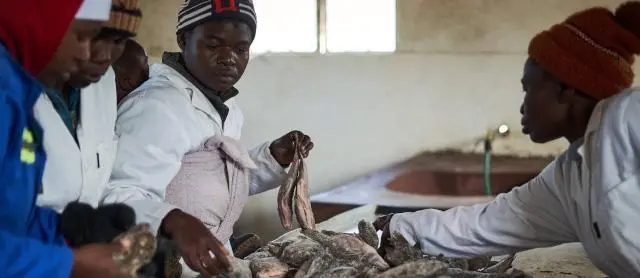 Zimbabwe looks set to introduce its first fisheries and aquaculture bill