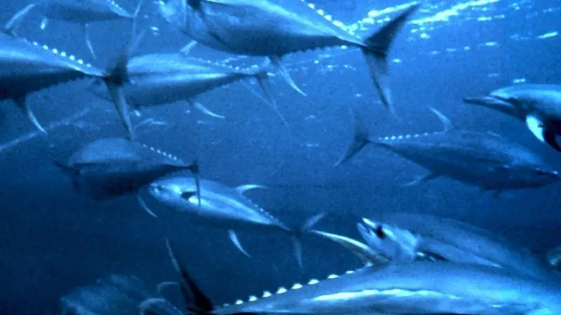 Yellowfin tuna