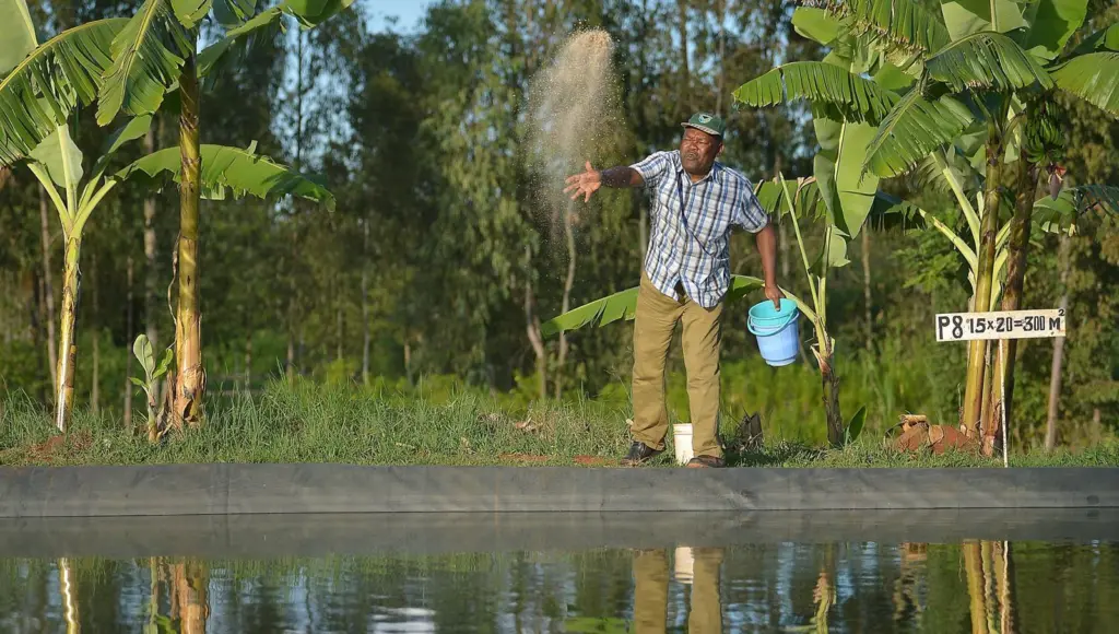 Man throwing fish feed into a pen
