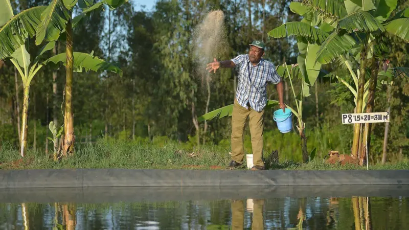 Man throwing fish feed into a pen