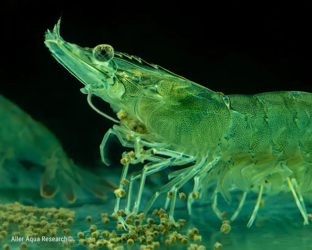 Picture of a shrimp