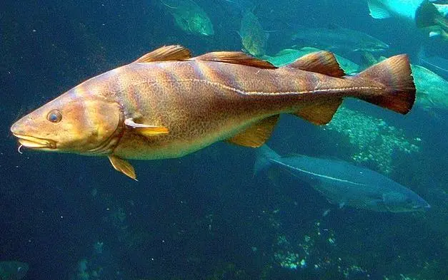 Cod
