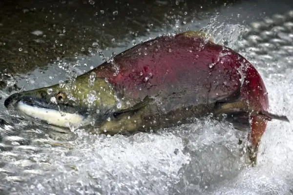 wild salmon