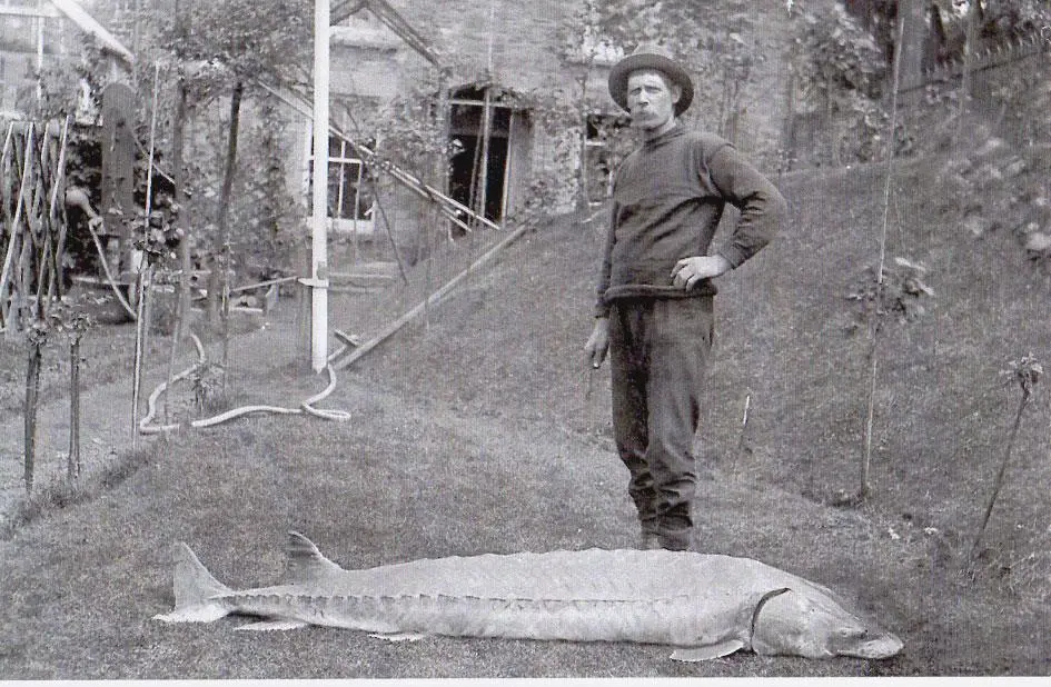 Sturgeon