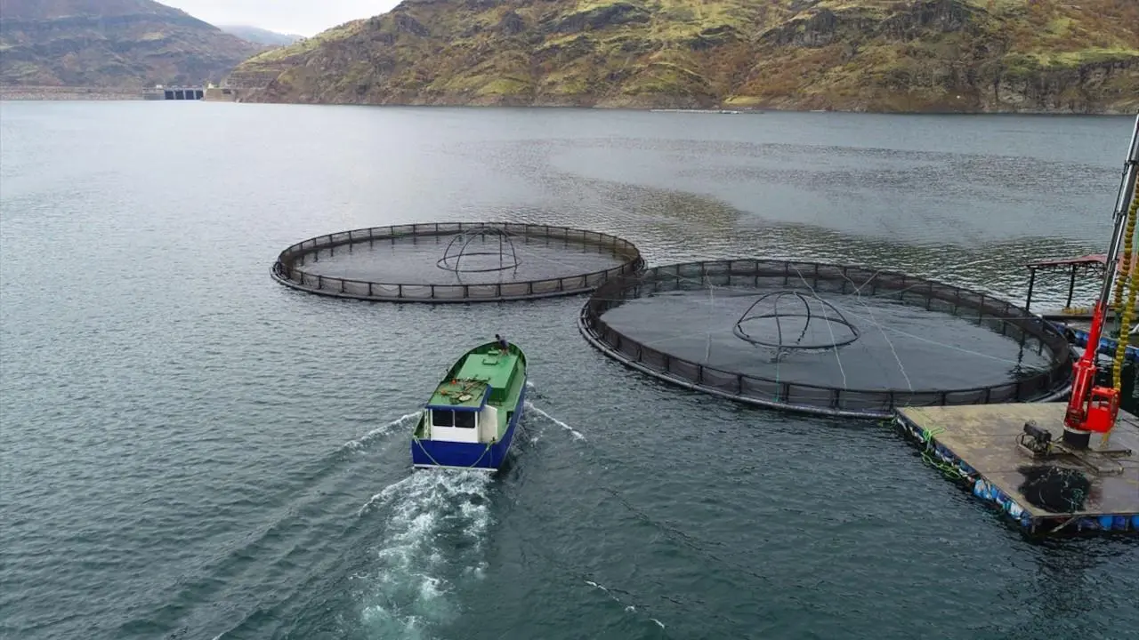 Trout farm