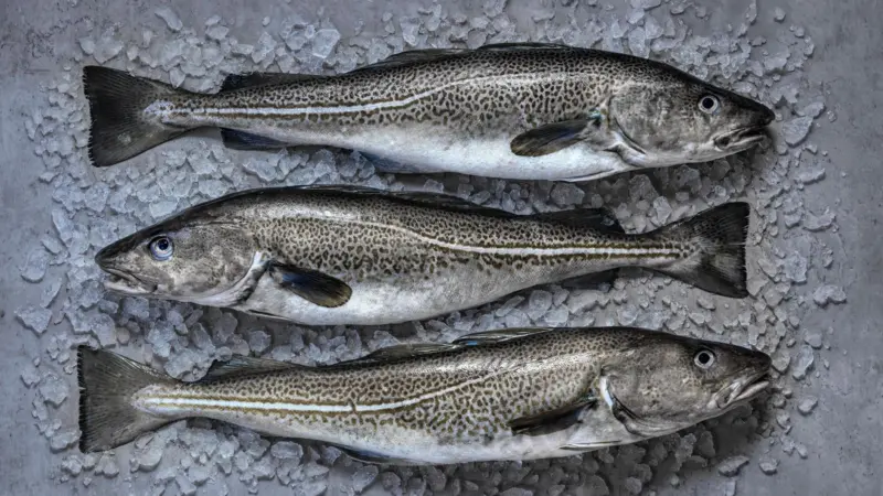 Icelandic cod