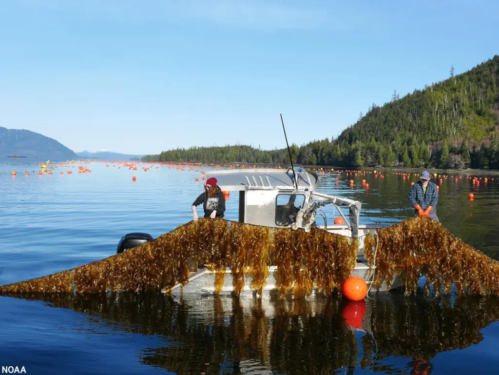 Doyle Bay seaweed garming