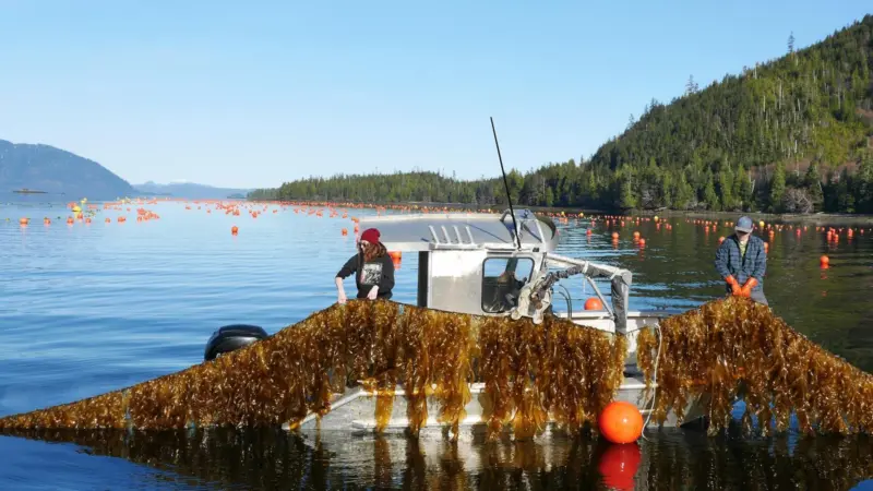 Doyle Bay seaweed garming