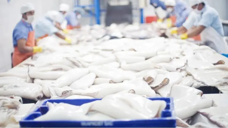 Peru giant squid