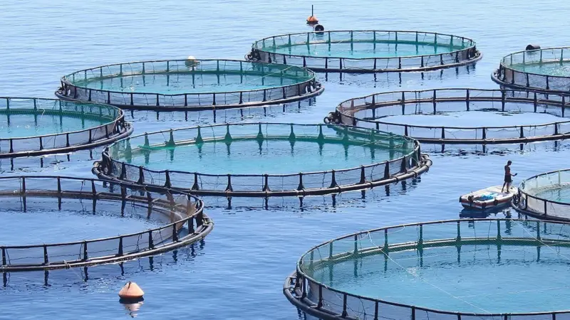 Pens at a fish farm