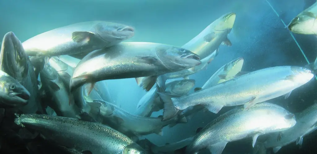 Salmon cage