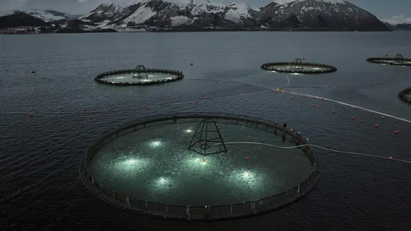 Cod farming using lights
