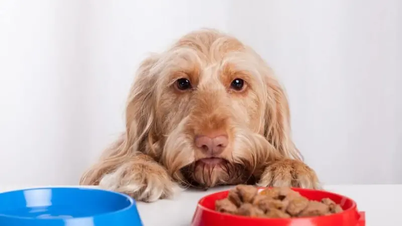 Purina