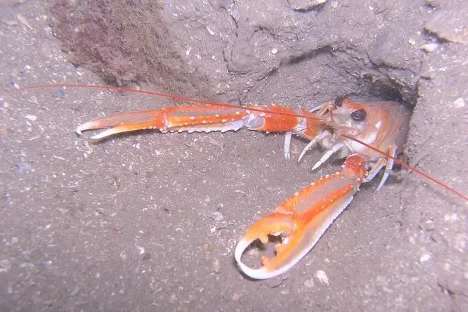 Scottish nephrops