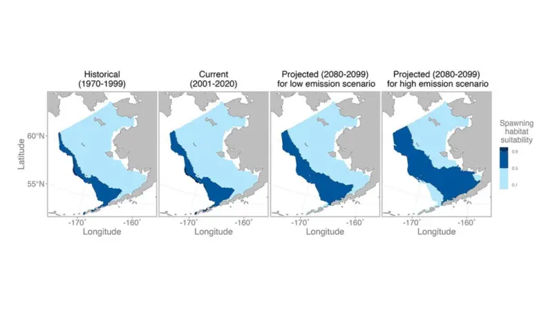 Graphs showing spawning grounds for Pacific cod in the Bering Sea