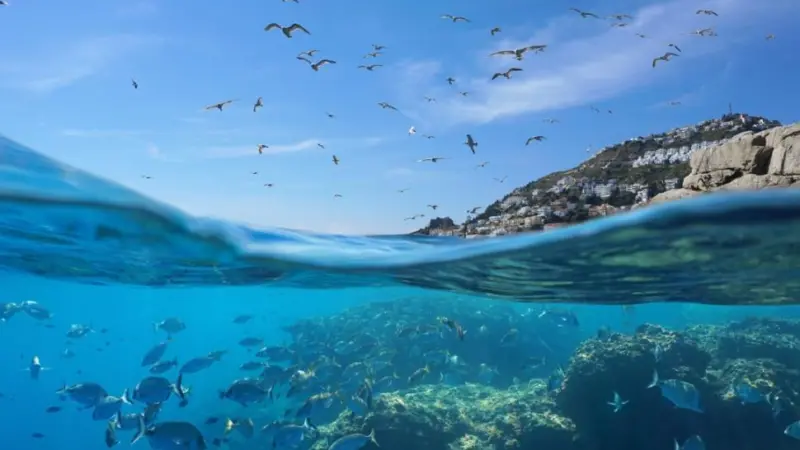Image of the sea with fish below and birds above