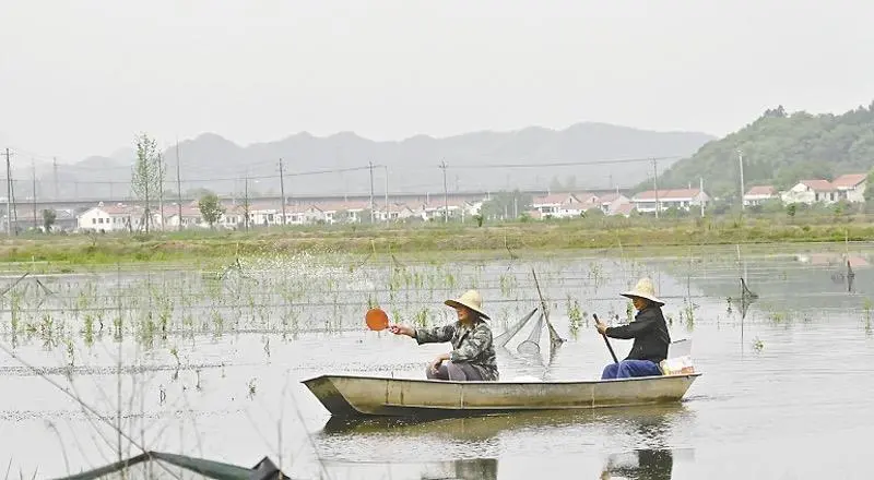 Crayfish farmers in China