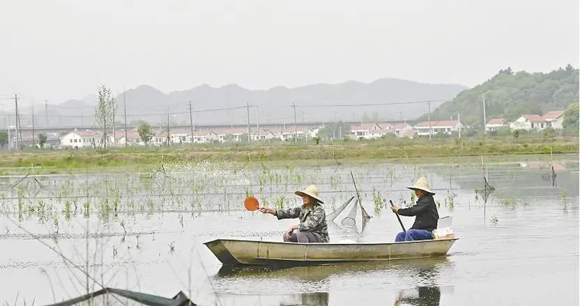 Crayfish farmers in China