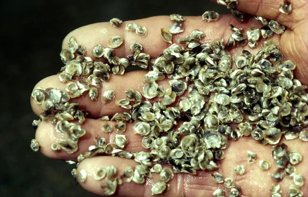 Oyster spat