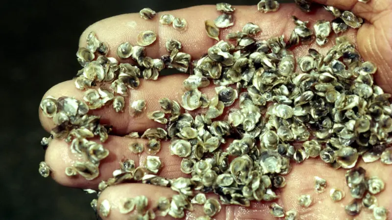 Oyster spat