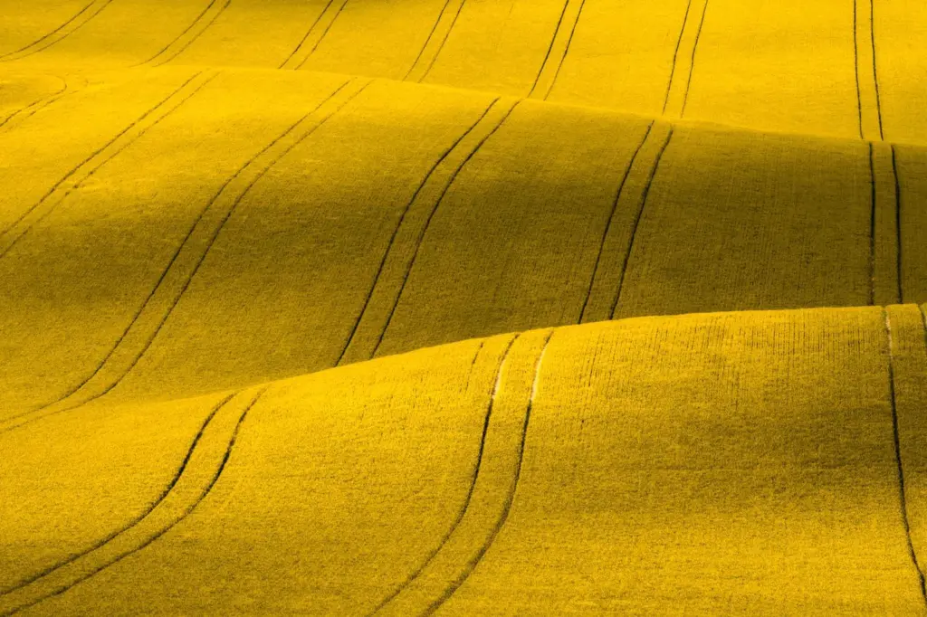Nuseed Canola fields