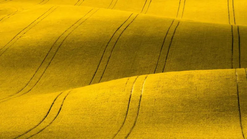 Nuseed Canola fields