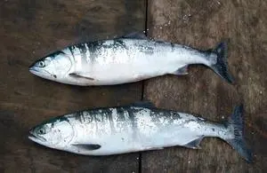Pacific pink salmon