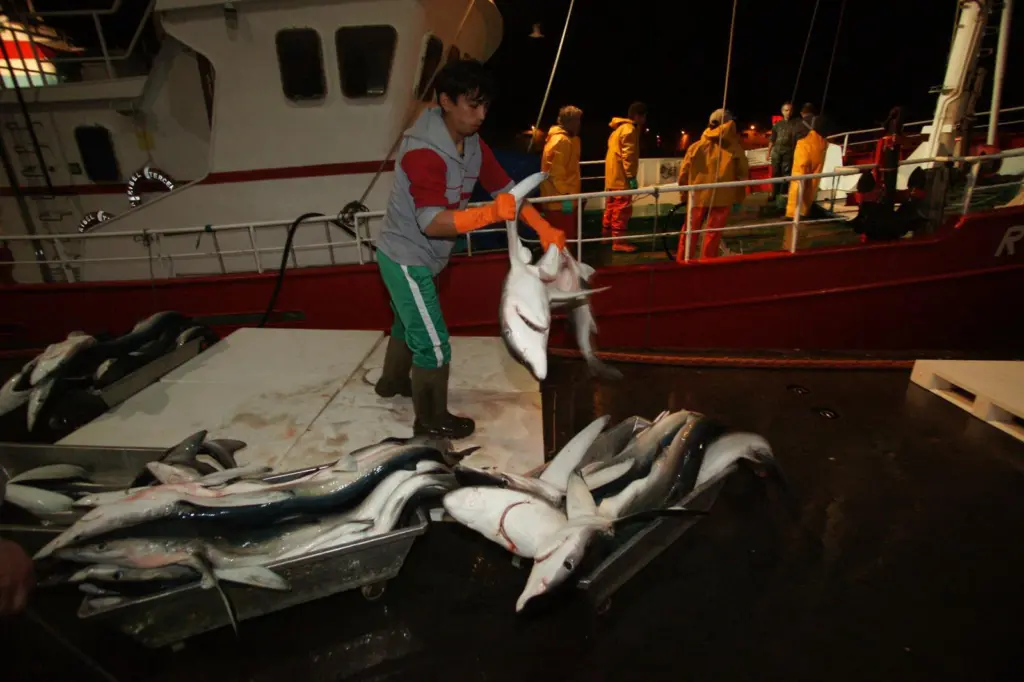 Shark fishing