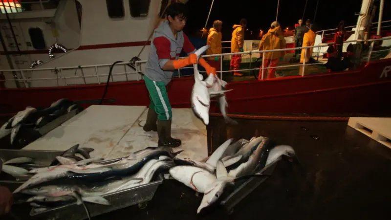 Shark fishing