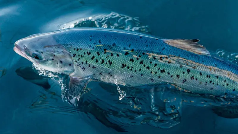Andfjord salmon