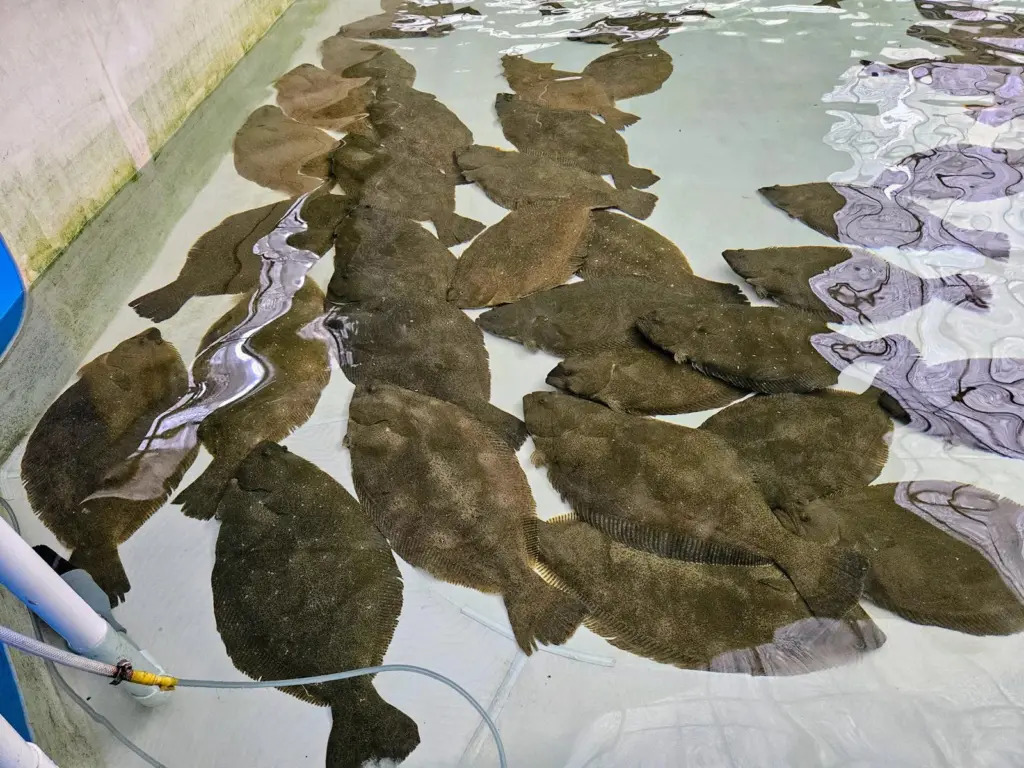 Olive Flounder