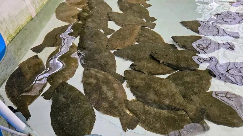 Olive Flounder