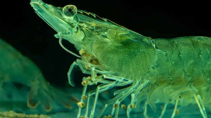 RAS shrimp