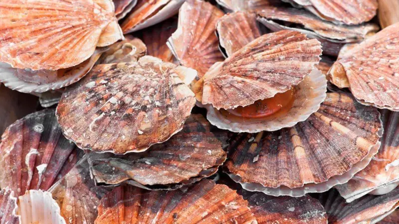 UK King Scallops