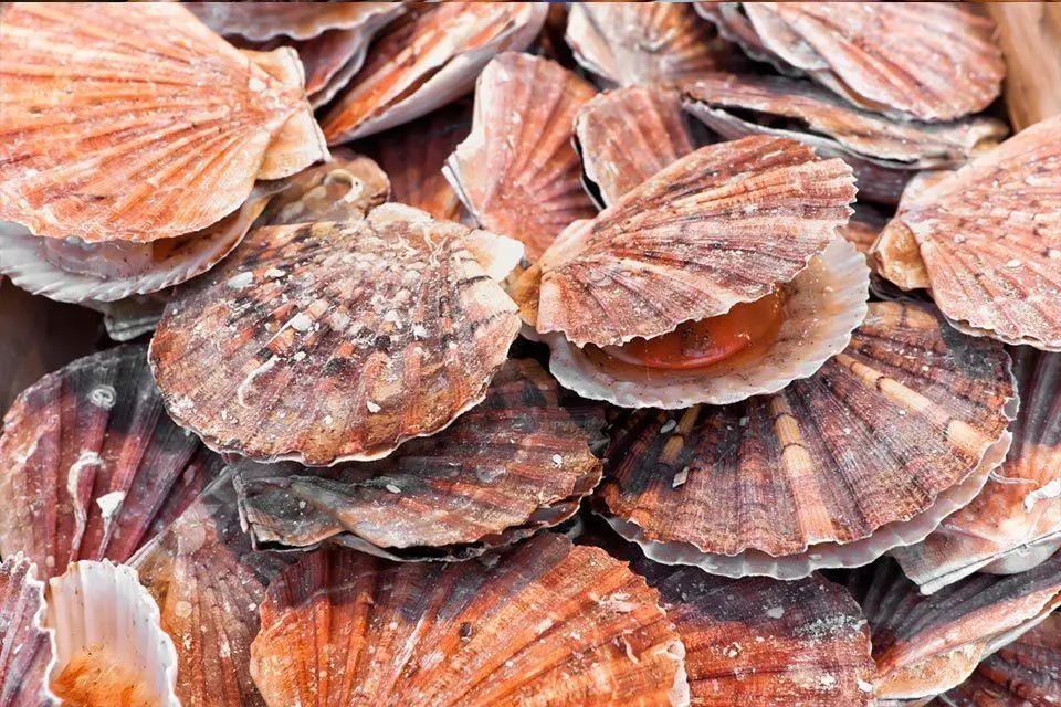 UK King Scallops
