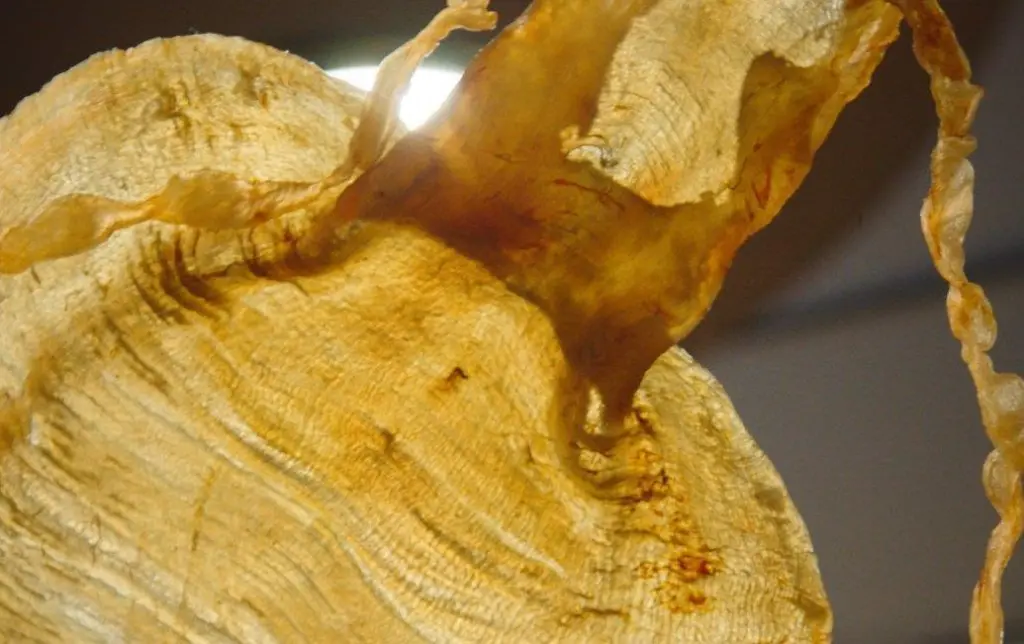 Swim bladder totoaba