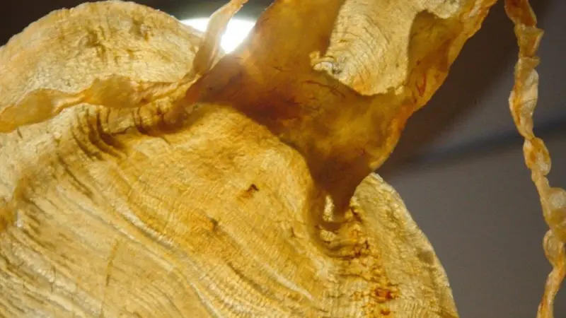 Swim bladder totoaba