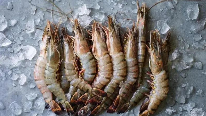 Black tiger shrimp