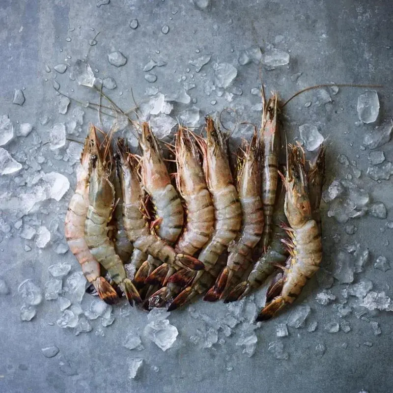 Black tiger shrimp