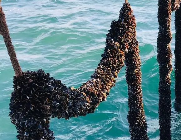 Mussels on a rope