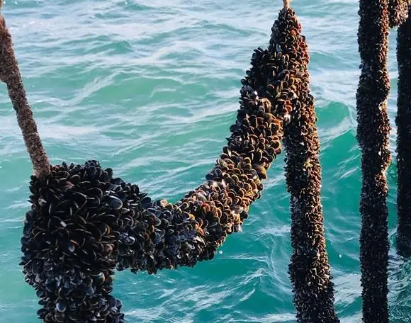 Mussels on a rope