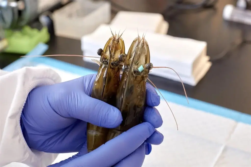 Shrimps held in gloved hands in a research lab