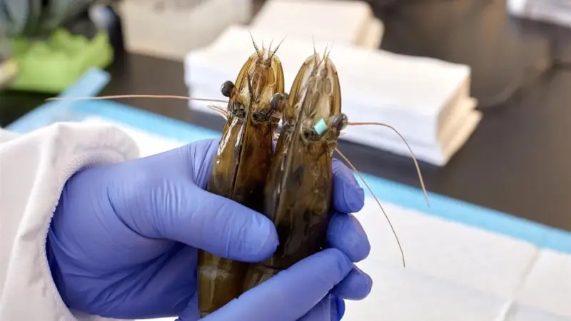 Shrimps held in gloved hands in a research lab