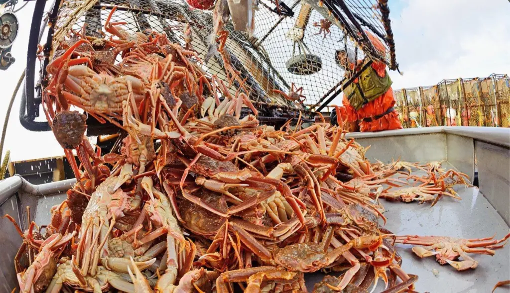 Landing Alaska seafood species