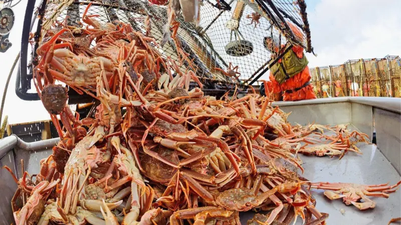 Landing Alaska seafood species