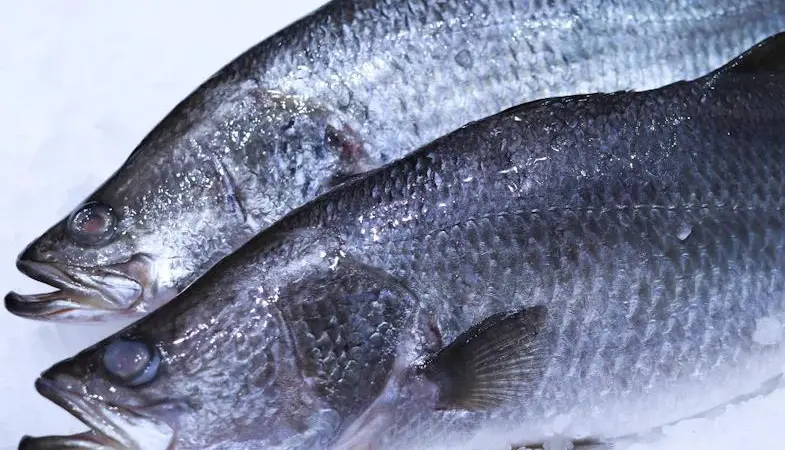 Barramundi