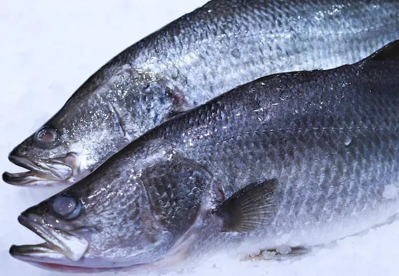 Barramundi