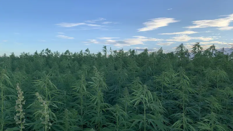 Rare Earth Global hemp crops